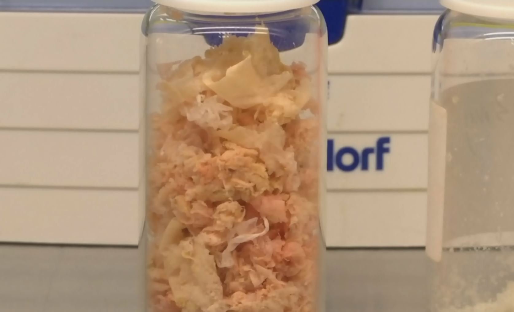 Can plastic made from seaweed solve ocean pollution?